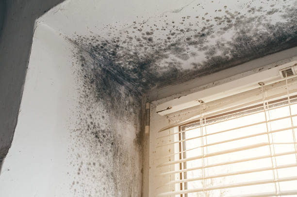 Trusted Attic Mold Removal service in Central City, KY - Cheap Mold Removal